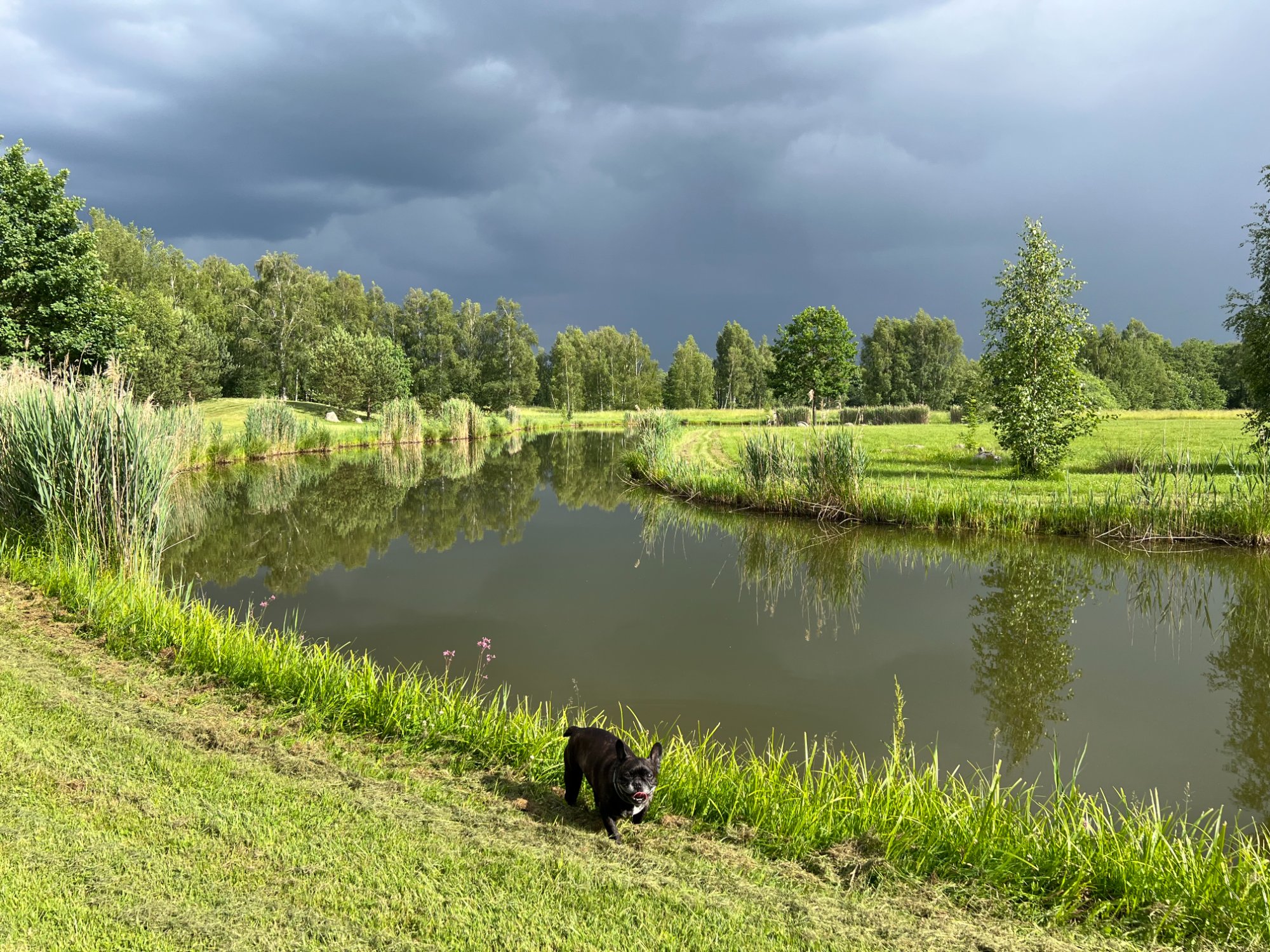 The Pond